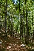 25_Scendendo nel bellissimo bosco